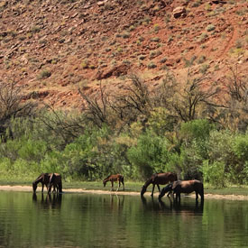 Wild Horses Kelly Outfitters Lees Ferry