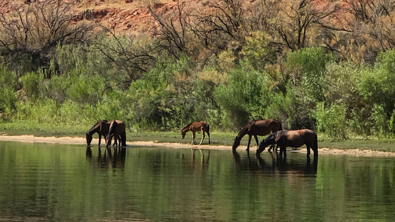 Lees Ferry Wild Horses in Grand Canyon